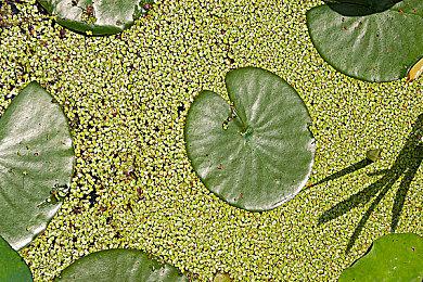 V社现已停止《传送门2》等自家游戏的Mac原生支持